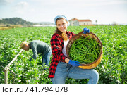 Young woman farmer gathers ripe beans in garden. Стоковое фото, фотограф Яков Филимонов / Фотобанк Лори