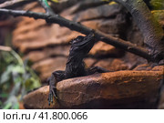 Hydrosaurus, commonly known as the sailfin dragon or sailfin lizard close up in Thailand (2023 год). Стоковое фото, фотограф Татьяна Терехина / Фотобанк Лори