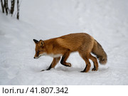 Обыкновенная лисица (лат. Vulpes vulpes) Стоковое фото, фотограф Бородкин Андрей / Фотобанк Лори