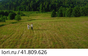 A couple in love, a boy and a girl in ethnic outfits running in the early morning on a green field, holding hands. The girl is wearing a floral wreath and a white dress, the young man is wearing a linen shirt. In the background is a forest and blue sky. The girl has long black hair developing. Shooting from a drone (2023 год). Редакционное видео, видеограф Даниил Хабаров / Фотобанк Лори