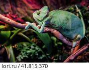 Yemen Chameleon/ Йеменский хамелеон. Стоковое фото, фотограф Iva Noel / Фотобанк Лори