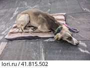 Skinny dog ​​abandoned on the street lies on a mat. Стоковое фото, фотограф Iva Noel / Фотобанк Лори