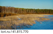 A frozen swamp at the edge of the forest, a harsh cold northern climate. A serene reed illuminated by the sun. Drone footage (2023 год). Редакционное видео, видеограф Даниил Хабаров / Фотобанк Лори