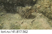 Морская собачка на подводных камнях на мелководье. Стоковое видео, видеограф Цыбин Вадим / Фотобанк Лори