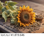 Подсолнух на столе. Подсолнечник (лат. Helianthus, «цветок солнца») происходит от греческих слов helios («солнце») и anthemon («цветок»). Стоковое фото, фотограф Сергей Елизарьев / Фотобанк Лори