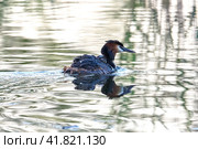 The great crested grebe swims with the chick on the back. Стоковое фото, фотограф Владимир Глинский / Фотобанк Лори