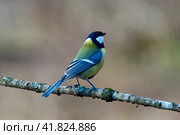 Great tit. Parus major , resting on a branch. Стоковое фото, фотограф Владимир Глинский / Фотобанк Лори