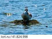 Great crested grebe (Podiceps cristatus) on a swimming nest incubate eggs. Стоковое фото, фотограф Владимир Глинский / Фотобанк Лори