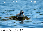Great crested grebe (Podiceps cristatus) on a swimming nest incubate eggs. Стоковое фото, фотограф Владимир Глинский / Фотобанк Лори