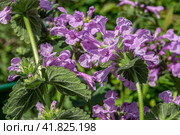 Purple Betonica flowres. Стоковое фото, фотограф Анна Павлова / Фотобанк Лори