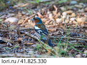Common ?haffinch. Male. (Fringilla coelebs). ?ommon and widespread small passerine bird in the finch family. Стоковое фото, фотограф Владимир Глинский / Фотобанк Лори