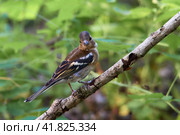 ?haffinch. Chick. (Fringilla coelebs). ?ommon and widespread small passerine bird in the finch family. Стоковое фото, фотограф Владимир Глинский / Фотобанк Лори