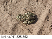 The green toad (lat. Bufotes viridis) is a tailless amphibian from the family of toad. Стоковое фото, фотограф Андрей Жигальцов / Фотобанк Лори