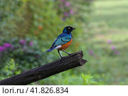 The East African songbird of the starling family Superb Starling (Spreo superbus) (2022 год). Стоковое фото, фотограф Алексей Кузнецов / Фотобанк Лори