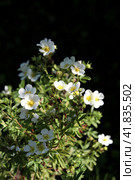 Цветущий куст белой лапчатки cinquefoil Potentilla. Стоковое фото, фотограф Юлия Королева / Фотобанк Лори