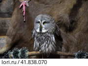 Gray owl. Стоковое фото, фотограф Анна Кривицкая / Фотобанк Лори