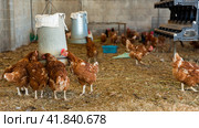 Chickens in poultry house equipped with feeding troughs and hatchery section. Стоковое фото, фотограф Яков Филимонов / Фотобанк Лори