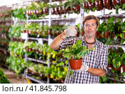 Experienced salesman arranging potted epipremnum aureum in plant shop. Стоковое фото, фотограф Яков Филимонов / Фотобанк Лори