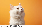 A small fluffy and cute kitten is sitting and looking up at a peach background. Copy space. Стоковое AI-изображение, AI-художник Ярославский Максим / Фотобанк Лори