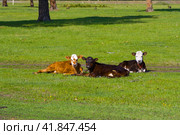 young calves lie in a clearing on a sunny summer day. Стоковое фото, фотограф Акиньшин Владимир / Фотобанк Лори