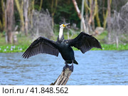 Cormorant bird dries its wings sitting on a dry tree in the middle of Lake Naivasha in Kenya (2022 год). Стоковое фото, фотограф Алексей Кузнецов / Фотобанк Лори
