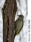 Седой дятел (лат. Picus canus) Стоковое фото, фотограф Бородкин Андрей / Фотобанк Лори