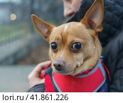 Portrait of a little Toy Terrier. Photography in the winter on the street. The dog sits on hands of the host and squints his eyes. Concepts of care about animals and friendship between man and pet. Стоковое фото, фотограф YuryKara / Фотобанк Лори