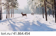 A deer walks along the highway during the day in winter (2023 год). Редакционное видео, видеограф Светлана Семёновская / Фотобанк Лори