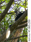 Black and White Colobus monkey in the wild. Kenya (2022 год). Стоковое фото, фотограф Алексей Кузнецов / Фотобанк Лори