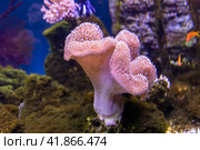 Sea reef - purple giant carpet sea anemone Stichodactyla gigantea. Стоковое фото, фотограф Евгений Ткачёв / Фотобанк Лори