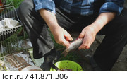 A man sitting on a chair is taking the entrails out of a fish. There are cups in front of him. There is fish caviar in one and intestines in the other. Cleaning and cutting up live fish in outdoors. Стоковое видео, видеограф Воловодов Владимир / Фотобанк Лори