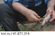 Close-up of a man sitting outside taking the entrails out of the belly of a fresh fish. Cleaning and cutting up live fish in the outdoors. Стоковое видео, видеограф Воловодов Владимир / Фотобанк Лори