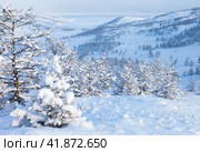 Winter fairyland. Beautiful winter landscape with larch trees covered with fluffy fresh soft snow. View of snow-capped frozen Kurkut Bay from coastal hill. Small Sea on Baikal Lake in December after snowfall. Стоковое фото, фотограф Виктория Катьянова / Фотобанк Лори