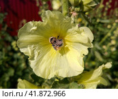 wild bee pollinates a flower of mallow. Стоковое фото, фотограф Леонид Еремейчук / Фотобанк Лори