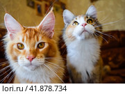 Giant maine coon cat. Mainecoon cat, Breeding of purebred cats at home. Стоковое фото, фотограф Леонид Еремейчук / Фотобанк Лори