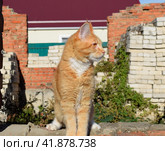 Giant maine coon cat. Mainecoon cat, Breeding of purebred cats at home. Стоковое фото, фотограф Леонид Еремейчук / Фотобанк Лори