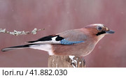 Обыкновенная сойка на дереве (Garrulus glandarius) Стоковое фото, фотограф EgleKa / Фотобанк Лори