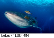 Whale Shark (Rhincodon typus) swimming in tropical underwaters. Стоковое фото, фотограф Aleksandr Golubev / Фотобанк Лори