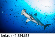 Hammerhead shark (Sphyrnidae) swimming in tropical underwaters. Стоковое фото, фотограф Aleksandr Golubev / Фотобанк Лори