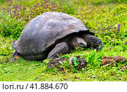 Galápagos tortoise (Chelonoidis elephantopus) in tropical Galapagos island. Стоковое фото, фотограф Aleksandr Golubev / Фотобанк Лори