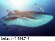 Whale shark (Rhincodon typus) mammal swimming in tropical underwaters. Shark in underwater wild animal world. Observation of wildlife ocean. Scuba diving adventure in Ecuador coast. Copy text space. Стоковое фото, фотограф Aleksandr Golubev / Фотобанк Лори