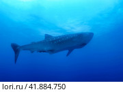 Whale shark (Rhincodon typus) mammal swimming in tropical underwaters. Shark in underwater wild animal world. Observation of wildlife ocean. Scuba diving adventure in Ecuador coast. Copy space. Стоковое фото, фотограф Aleksandr Golubev / Фотобанк Лори