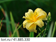 Large flower of yellow daylily. Стоковое фото, фотограф Володина Ольга / Фотобанк Лори