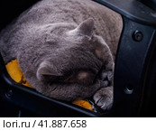 An old grey British cat is dozing in a black armchair. Shooting from different angles. Close-up. The concept of home comfort. Стоковое фото, фотограф Ярославский Максим / Фотобанк Лори