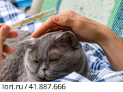A man strokes a domestic gray cat lying in bed and checks his temperature on a thermometer. The concept of home treatment. Close-up. Стоковое фото, фотограф Ярославский Максим / Фотобанк Лори