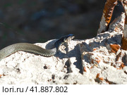 Not a poisonous snake. Стоковое фото, фотограф Артем Лукин / Фотобанк Лори