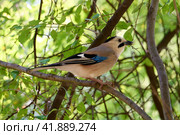 A close-up shot of a blue jay perched on a twig on a blurred bokeh background. Стоковое фото, фотограф Владимир Глинский / Фотобанк Лори