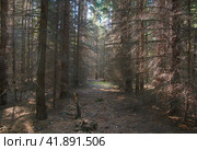 В еловом лесу. Стоковое фото, фотограф Василий Быстрицкий / Фотобанк Лори