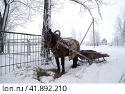Лошадь с санями ждет хозяина. Стоковое фото, фотограф Дмитрий Сакретарев / Фотобанк Лори