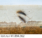Pest books and newspapers. Insect feeding on paper - silverfish, lepisma. Стоковое фото, фотограф Леонид Еремейчук / Фотобанк Лори